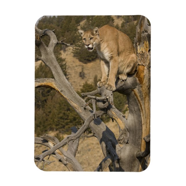 Mountain Lion, aka puma, cougar; Puma concolor, 2 Magnet (Vertical)