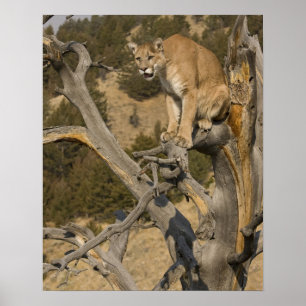 Mountain Lion, aka puma, cougar; Puma concolor, 2 Poster