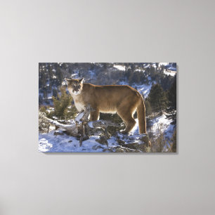 Mountain Lion Canvas Print