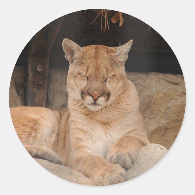 Mountain Lion Classic Round Sticker (Front)