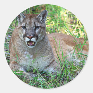 Mountain Lion Complaining Classic Round Sticker