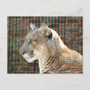 Mountain Lion / Cougar Postcard