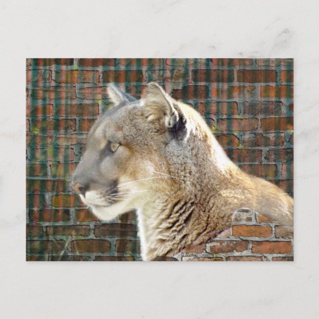 Mountain Lion / Cougar Postcard (Front)