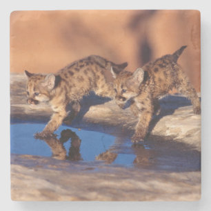 Mountain Lion Cubs Stone Coaster