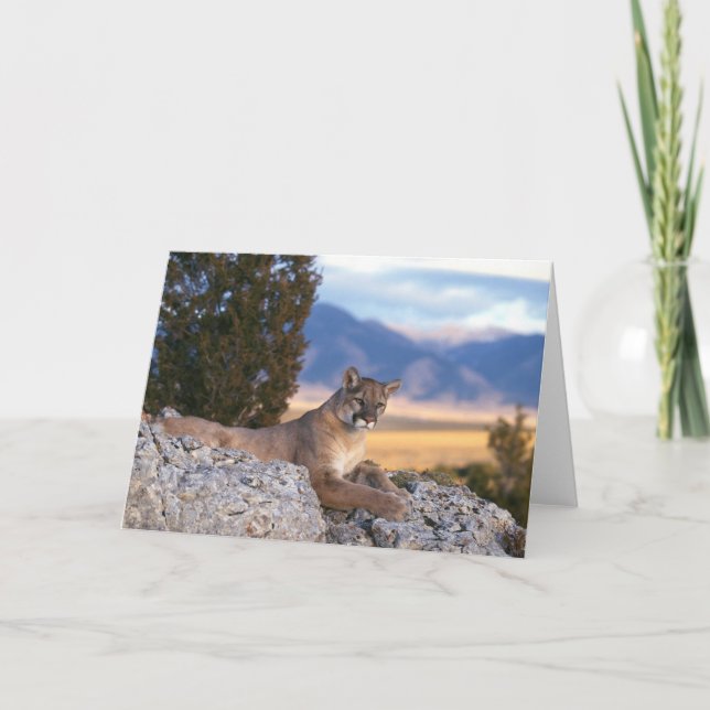 Mountain Lion Greeting Card (Front)