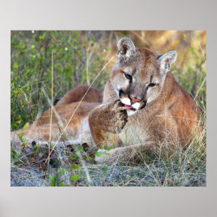 Mountain Lion - Hmmm Poster