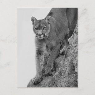 Mountain Lion in Black and white Postcard