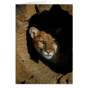 Mountain Lion in Log