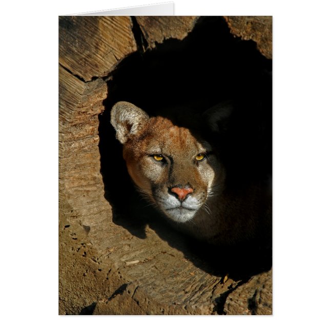 Mountain Lion in Log (Front)