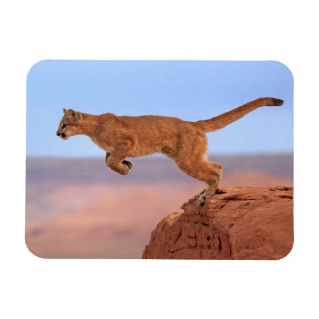 Mountain Lion Magnet (Horizontal)