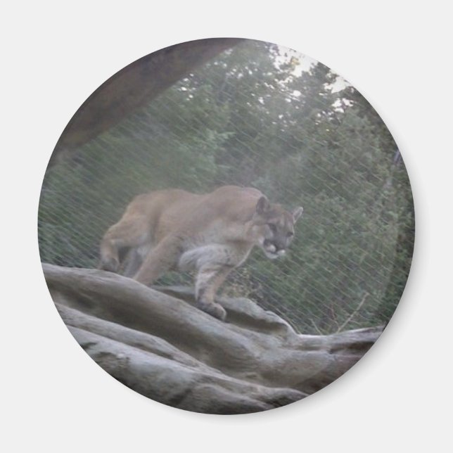 Mountain Lion Magnet (Front)