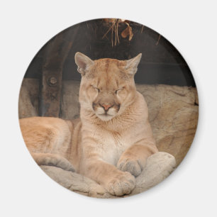 Mountain Lion Magnet