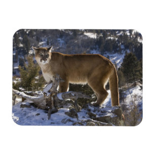 Mountain Lion Magnet