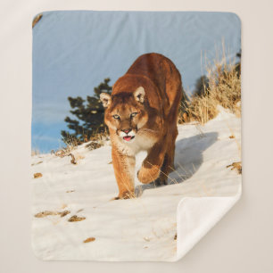 Mountain Lion on snowy hill Sherpa Blanket