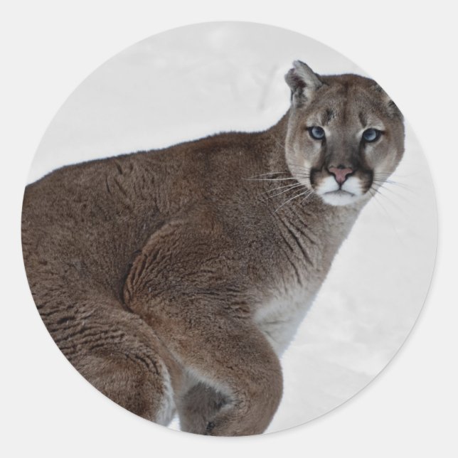 Mountain Lion on the Go Classic Round Sticker (Front)