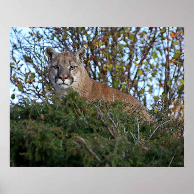 Mountain Lion on the Lookout Poster (Front)