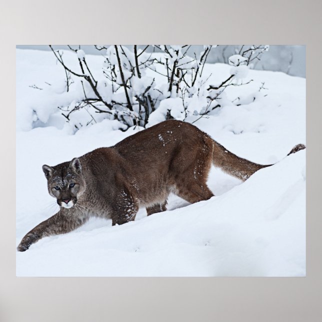 Mountain Lion on the Prowl Poster (Front)
