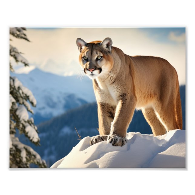Mountain Lion Photo Print (Front)