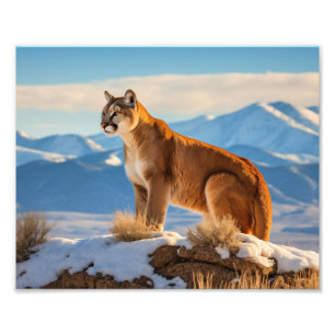 Mountain Lion Photo Print