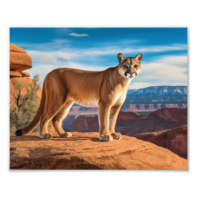 Mountain Lion Photo Print (Front)