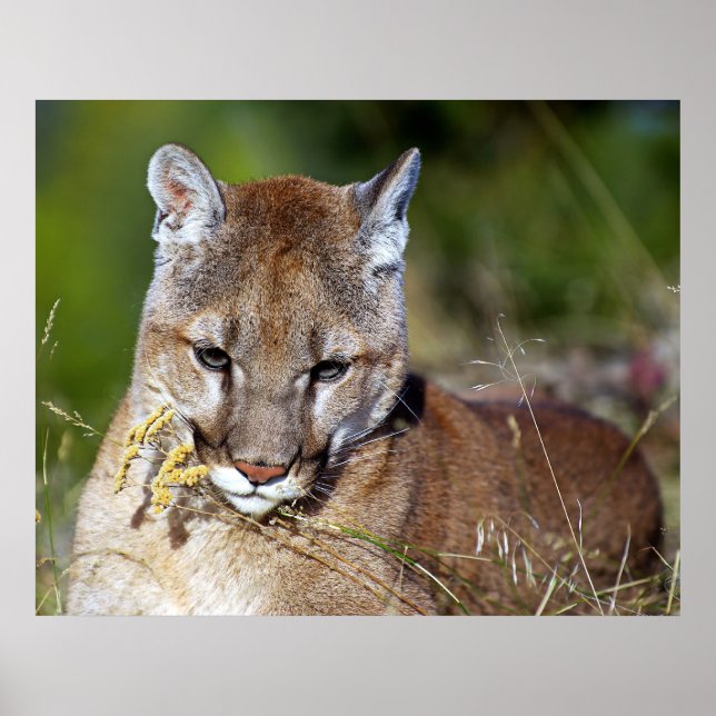 Mountain Lion Playing with the Flowers Poster (Front)