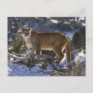 Mountain Lion Postcard