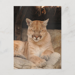 Mountain Lion Postcard