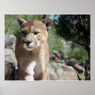 Mountain Lion Poster