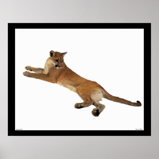 Mountain Lion Poster (Front)