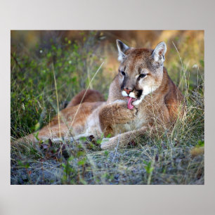 Mountain Lion Preening Poster