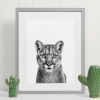 Mountain Lion Puma Big Cat Black White 