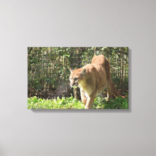 Mountain Lion Puma Cougar Canvas Print