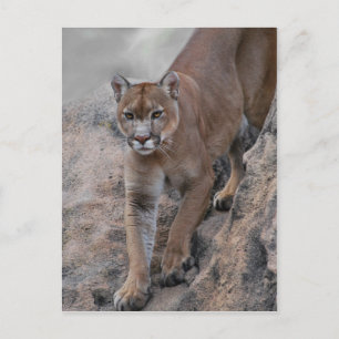 Mountain lion rock climbing postcard