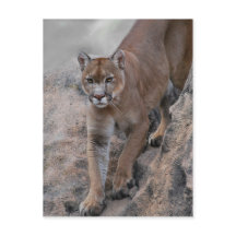 Mountain lion rock climbing