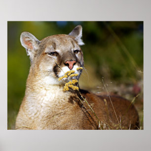 Mountain Lion - Smelling the Flowers Poster