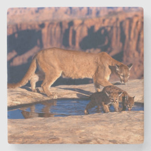 Mountain Lion Stone Coaster