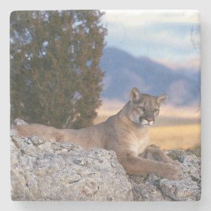 Mountain Lion Stone Coaster