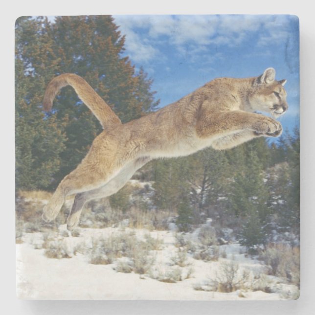 Mountain Lion Stone Coaster (Front)