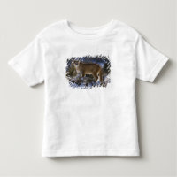 Mountain Lion