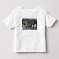 Mountain Lion