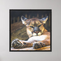 Mountain Lion Wall Art | Resting Cougar Cat Print