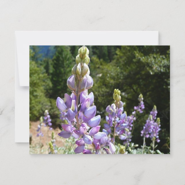 Mountain Lupins at Yosemite (Front)