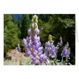 Mountain Lupins at Yosemite