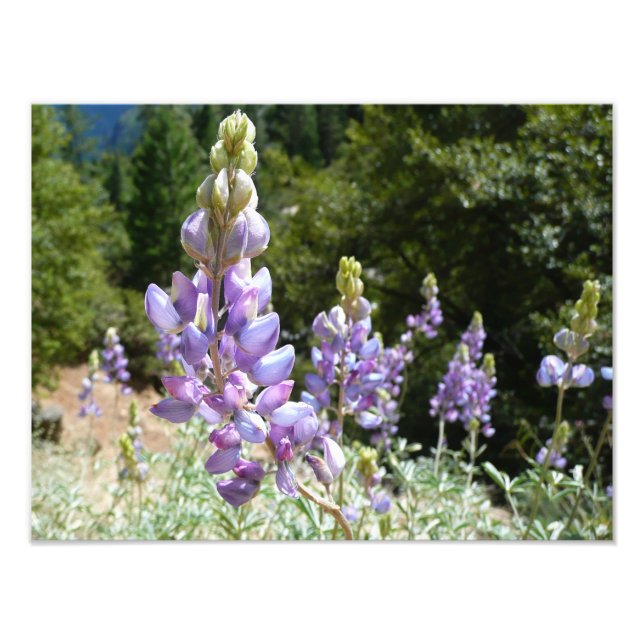 Mountain Lupins at Yosemite Photo Print (Front)