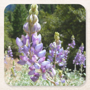 Mountain Lupins at Yosemite Square Paper Coaster