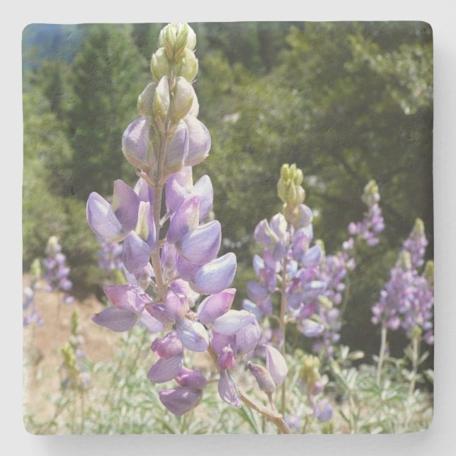 Mountain Lupins at Yosemite Stone Coaster (Front)