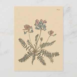 Mountain Milkvetch Botanical Illustration Postcard