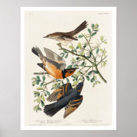 Mountain Mocking bird and Varied Thrush by Audubon