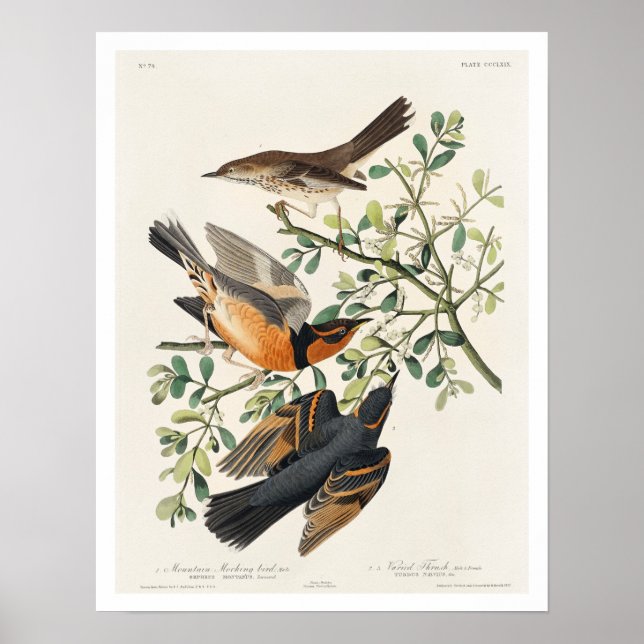 Mountain Mocking bird and Varied Thrush by Audubon Poster (Front)