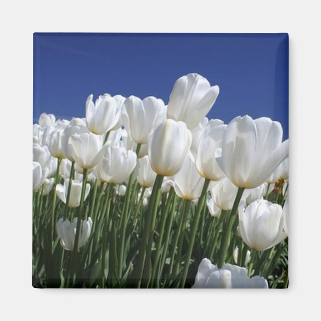 Mountain of Tulips on a perfect blue sky Magnet (Front)